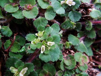 Chrysosplenium hebetatum, photographed by 呂一起(Lyu yi-chi)