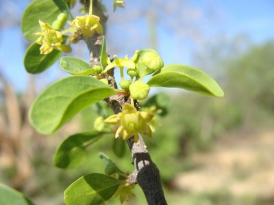 Colubrina viridis, photographed by Alexis López Hernández