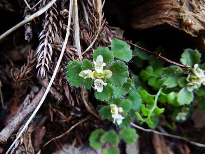 Chrysosplenium hebetatum, photographed by 呂一起(Lyu yi-chi)