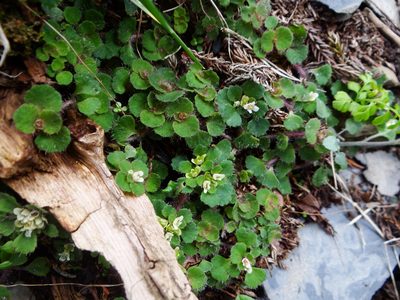 Chrysosplenium hebetatum, photographed by 呂一起(Lyu yi-chi)