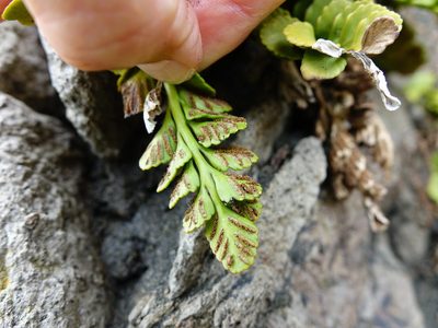 Hymenasplenium trapeziforme, photographed by Jacqui Geux