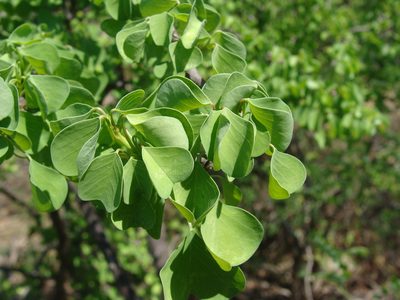 Euphorbia californica, photographed by Alexis López Hernández