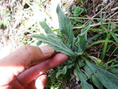 Cynoglossum alpestre, photographed by 呂一起(Lyu yi-chi)