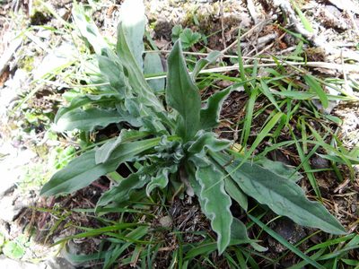 Cynoglossum alpestre, photographed by 呂一起(Lyu yi-chi)