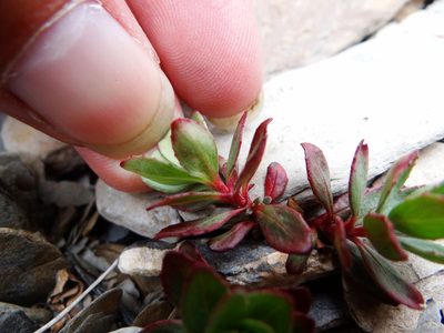 Epilobium nankotaizanense, photographed by 呂一起(Lyu yi-chi)