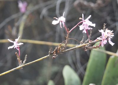 Epidendrum blepharistes, photographed by John G. Phillips
