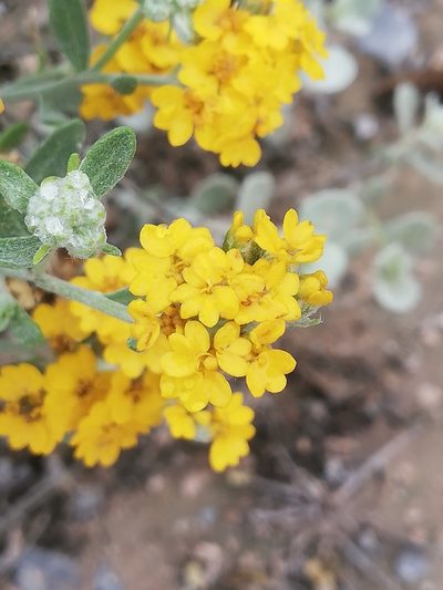 Psilostrophe gnaphalodes, photographed by Liliana Ramírez-Freire