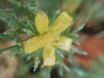 Peganum mexicanum, photographed by Liliana Ramírez-Freire