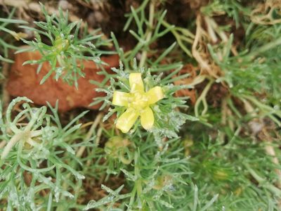 Peganum mexicanum, photographed by Liliana Ramírez-Freire