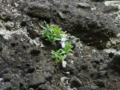 Veronica bishopiana, photographed by Jacqui Geux