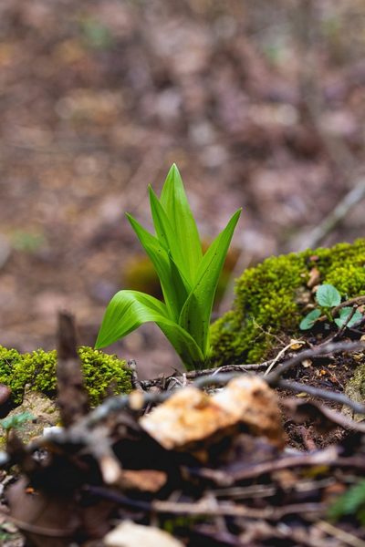 Melanthium woodii, photographed by Nathan Aaron