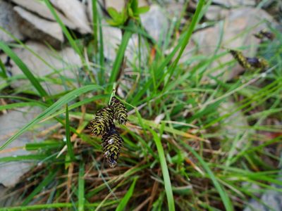 Carex atrata, photographed by 呂一起(Lyu yi-chi)