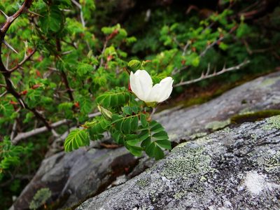 Rosa morrisonensis, photographed by 呂一起(Lyu yi-chi)