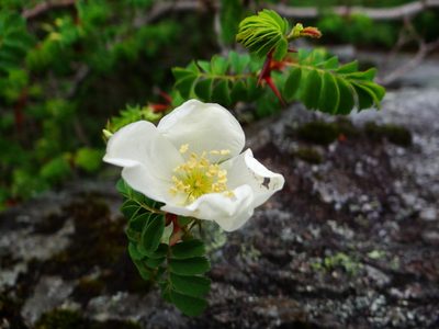 Rosa morrisonensis, photographed by 呂一起(Lyu yi-chi)