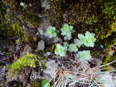 Euphrasia nankotaizanensis, photographed by 呂一起(Lyu yi-chi)