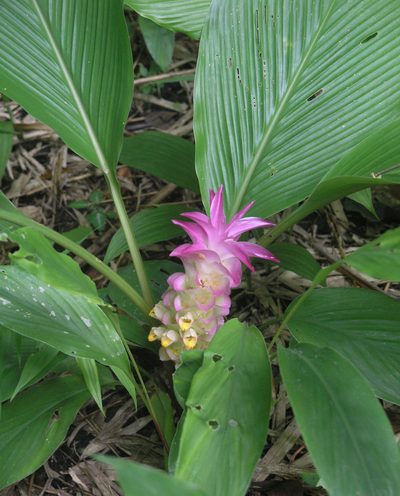 Curcuma petiolata, photographed by Oleg Kosterin
