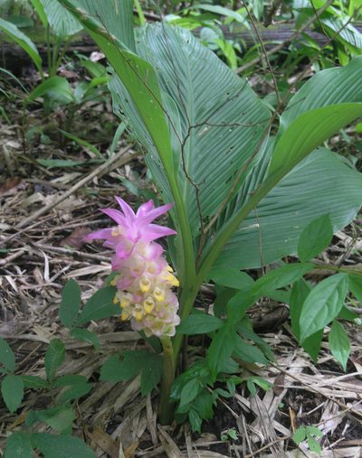 Curcuma petiolata, photographed by Oleg Kosterin