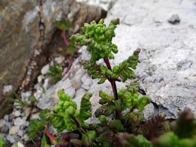 Pedicularis ikomai, photographed by 呂一起(Lyu yi-chi)