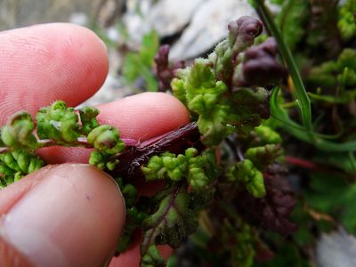 Pedicularis ikomai, photographed by 呂一起(Lyu yi-chi)
