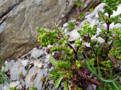 Pedicularis ikomai, photographed by 呂一起(Lyu yi-chi)