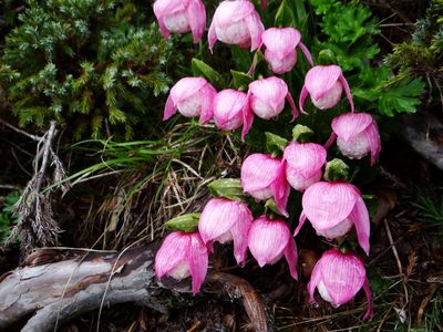 Cypripedium taiwanalpinum, photographed by 呂一起(Lyu yi-chi)