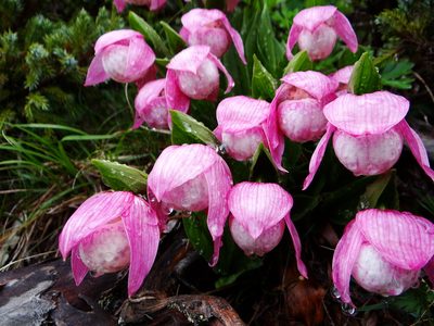 Cypripedium taiwanalpinum, photographed by 呂一起(Lyu yi-chi)
