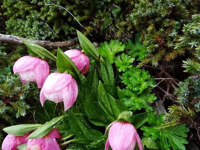 Cypripedium taiwanalpinum, photographed by 呂一起(Lyu yi-chi)