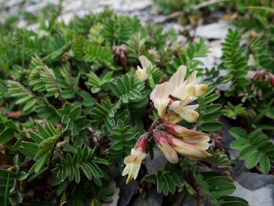 Astragalus nankotaizanensis, photographed by 呂一起(Lyu yi-chi)
