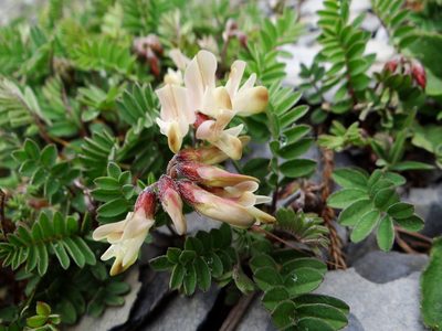Astragalus nankotaizanensis, photographed by 呂一起(Lyu yi-chi)