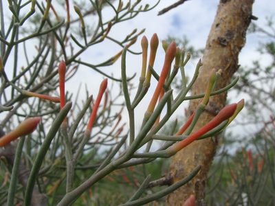 Psittacanthus sonorae, photographed by Alexis López Hernández