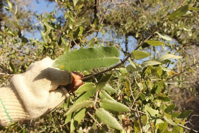 Quercus brandegeei, photographed by Alexis López Hernández