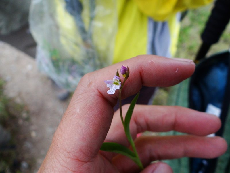 Hemipilia alpestris, photographed by 呂一起(Lyu yi-chi)