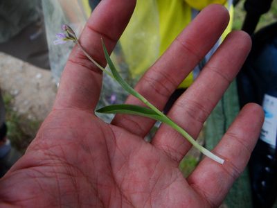 Hemipilia alpestris, photographed by 呂一起(Lyu yi-chi)