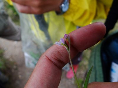 Hemipilia alpestris, photographed by 呂一起(Lyu yi-chi)