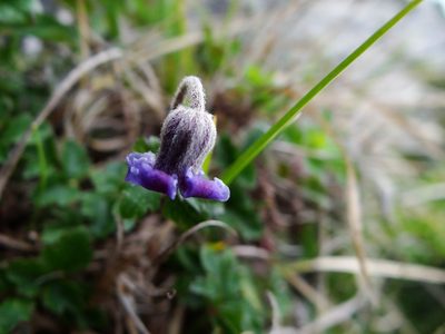 Clematis tsugetorum, photographed by 呂一起(Lyu yi-chi)