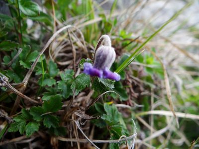 Clematis tsugetorum, photographed by 呂一起(Lyu yi-chi)