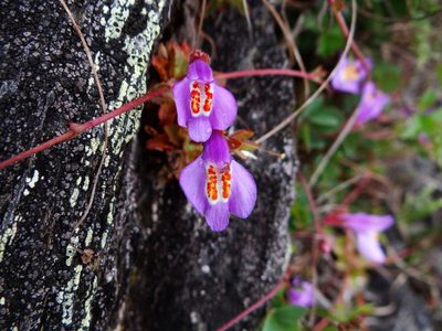 Mazus alpinus, photographed by 呂一起(Lyu yi-chi)