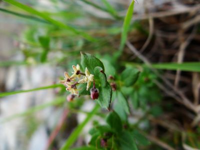 Trichogalium nankotaizanum, photographed by 呂一起(Lyu yi-chi)