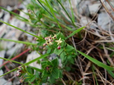 Trichogalium nankotaizanum, photographed by 呂一起(Lyu yi-chi)