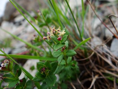Trichogalium nankotaizanum, photographed by 呂一起(Lyu yi-chi)