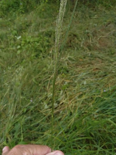 Sporobolus natalensis, photographed by Tony van Kampen