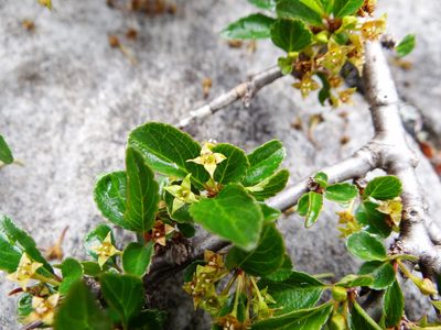 Rhamnus parvifolia, photographed by 呂一起(Lyu yi-chi)