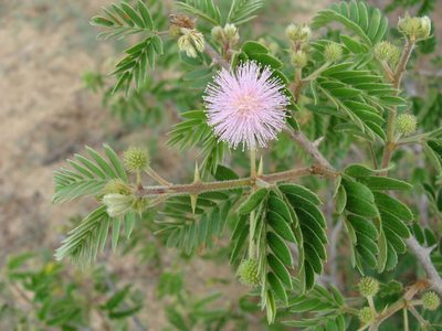 Mimosa tricephala, photographed by Alexis López Hernández