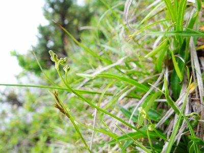 Ixeridium transnokoense, photographed by 呂一起(Lyu yi-chi)