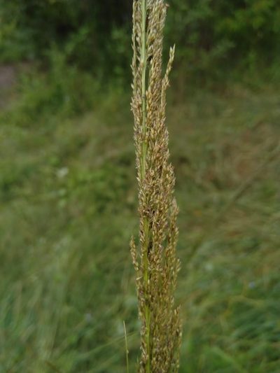Sporobolus natalensis, photographed by Tony van Kampen