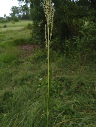 Sporobolus natalensis, photographed by Tony van Kampen