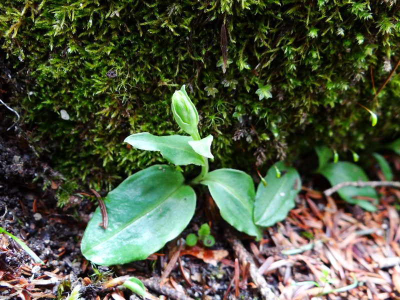 Platanthera brevicalcarata, photographed by 呂一起(Lyu yi-chi)