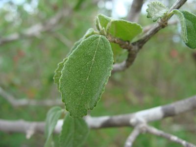Bernardia viridis, photographed by Alexis López Hernández