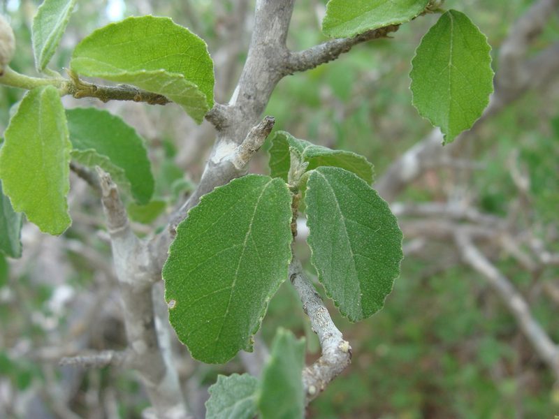 Bernardia viridis, photographed by Alexis López Hernández