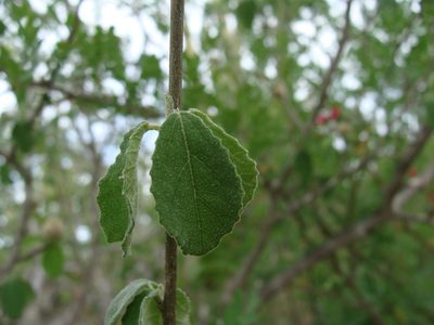 Bernardia viridis, photographed by Alexis López Hernández